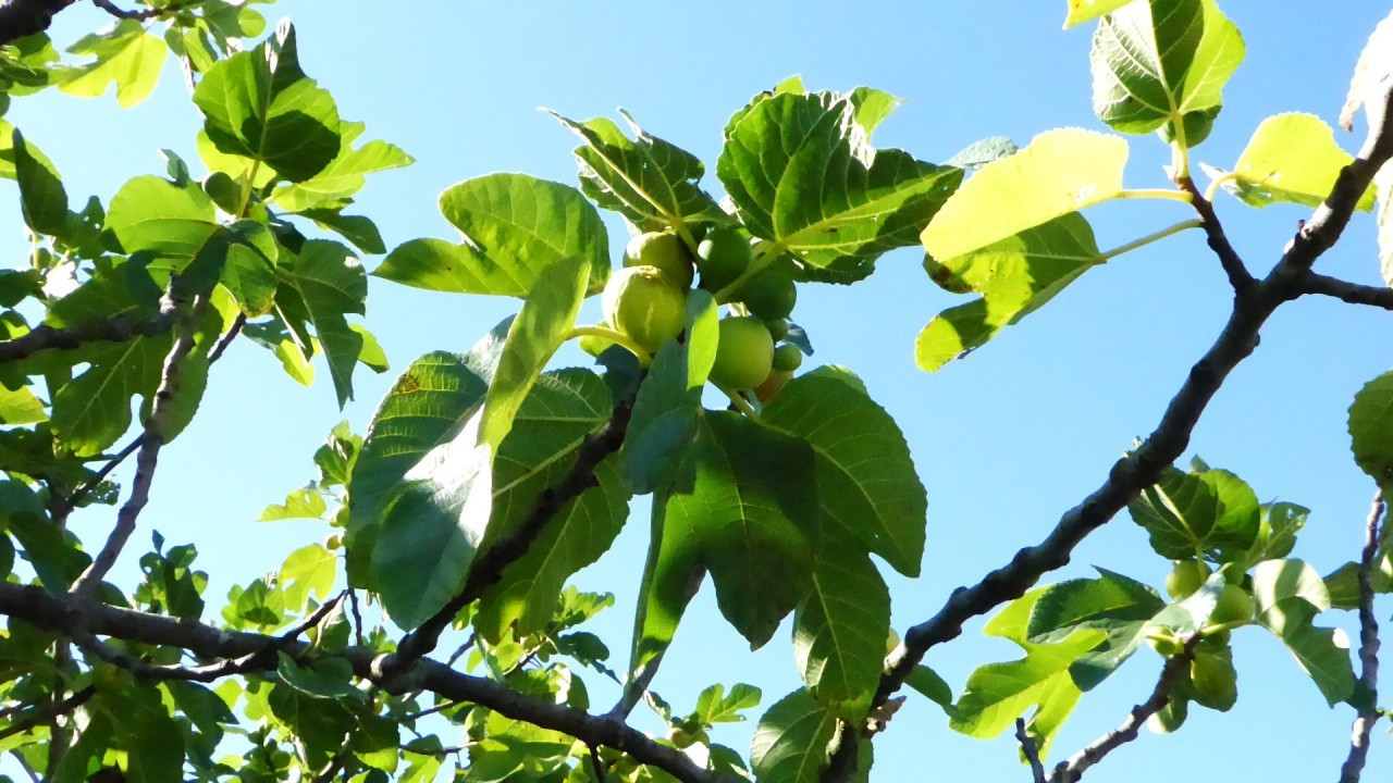 Bäume