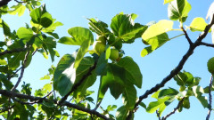 Bäume