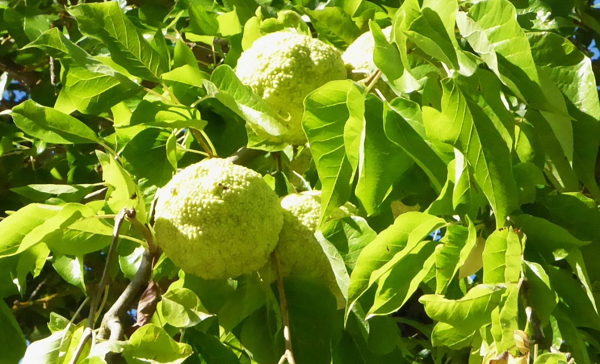 Bäume