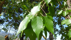 Bäume
