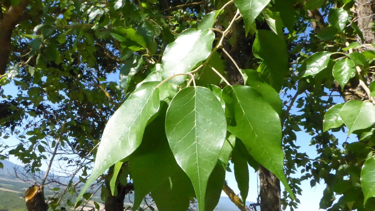 Bäume