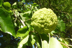 Bäume