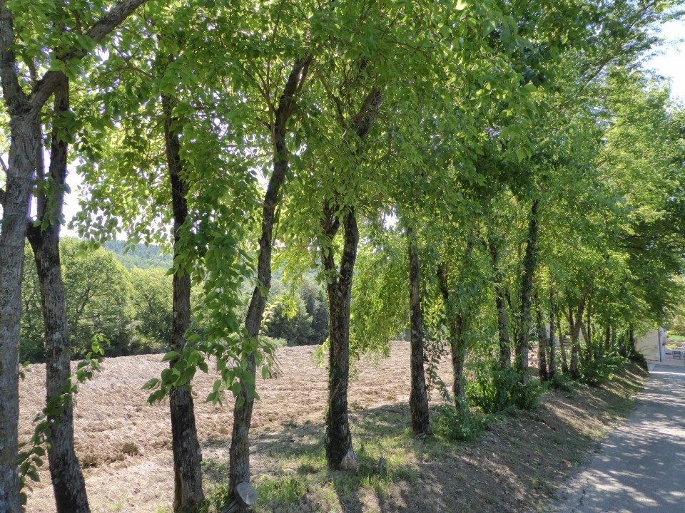 Bäume
