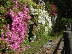 Von Cannero nach Cannobio (20)