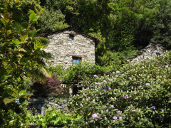 Von Cannero nach Cannobio (19)
