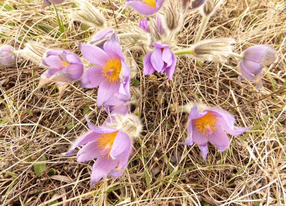 Eichkogel 2019