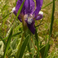 Zwerg-Schwertlilie 7.4.19