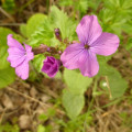 Zweijährige Mondviole