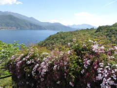Von Cannero nach Cannobio (34)