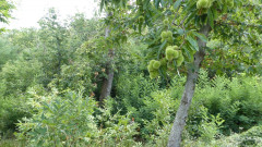 Kastanien bei Montieri (1)