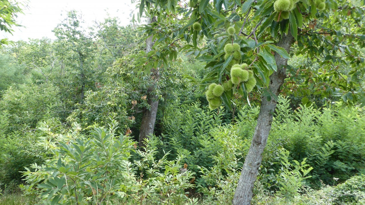 Kastanien bei Montieri (1)
