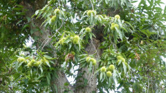 Kastanien bei Montieri (3A)