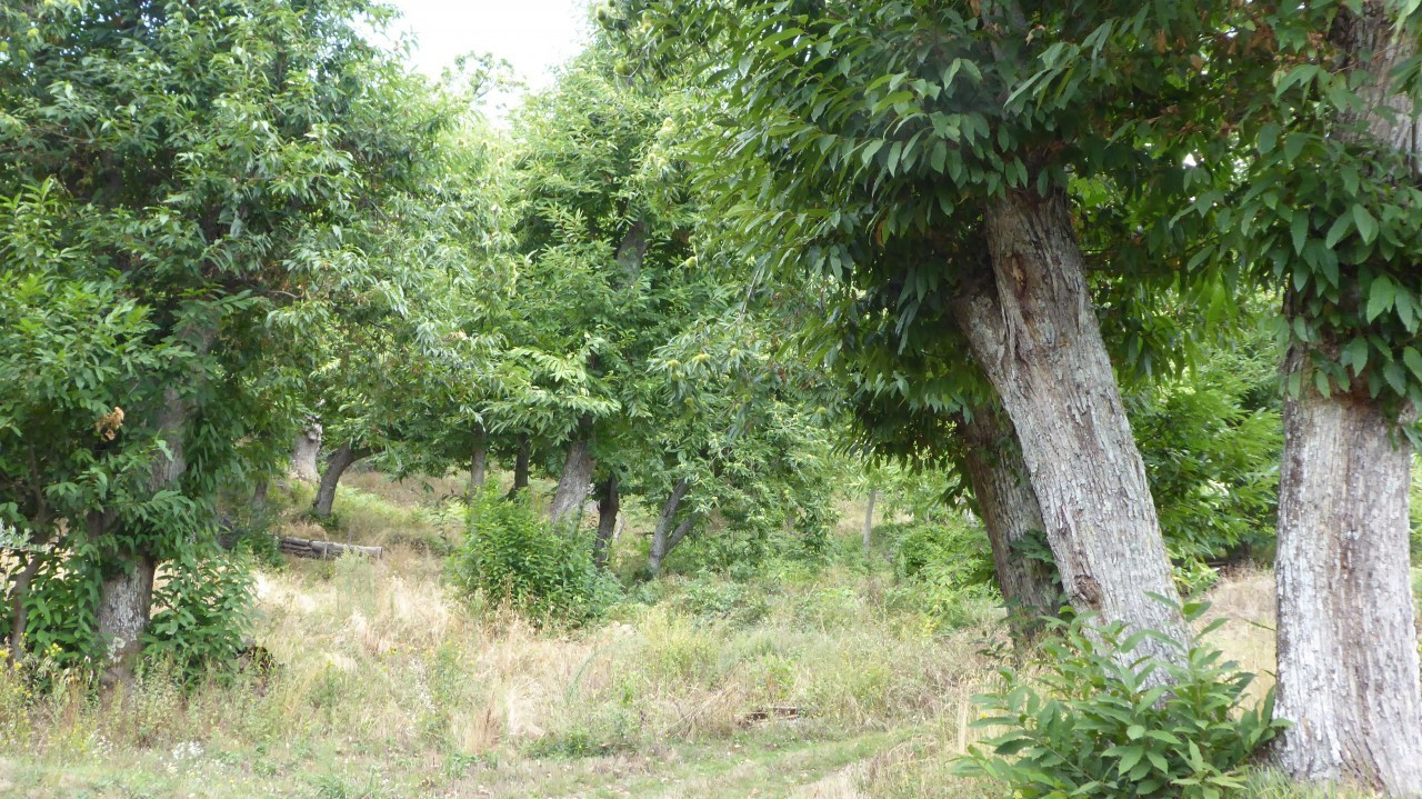 Kastanien bei Montieri (4)