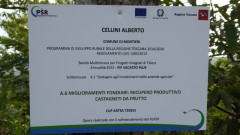 Kastanien bei Montieri (18)