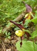1b... Frauenschuh, Cypripedium calceolus 31.5.18 Karlschütt (2)