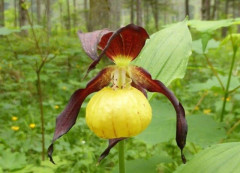 1b... Frauenschuh, Cypripedium calceolus 31.5.18 Karlschütt (1)
