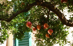 Pienza Granatapfel
