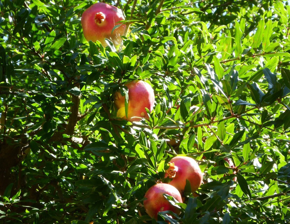 Pienza Granatapfel