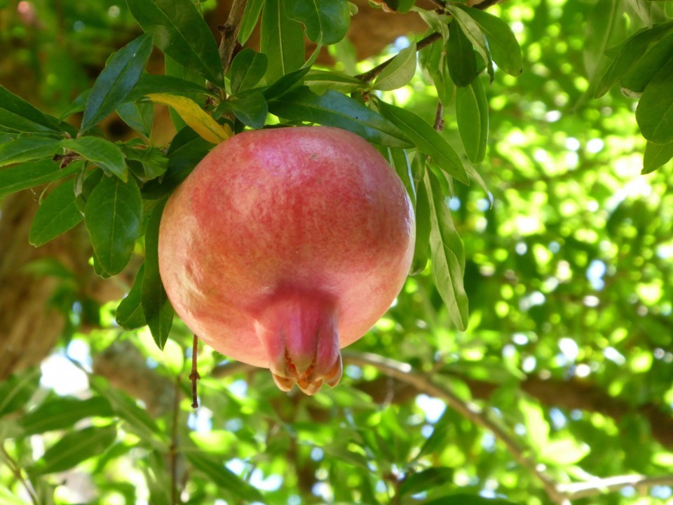 Pienza Granatapfel