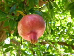 Pienza Granatapfel