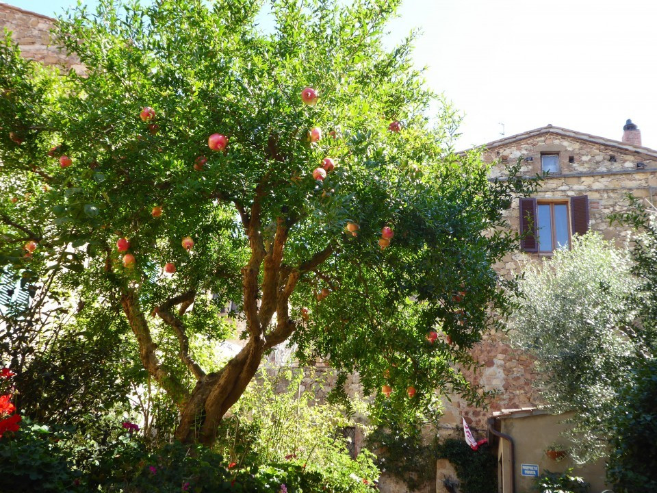 Pienza Granatapfel