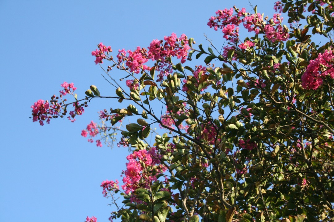 Lagerstroemia