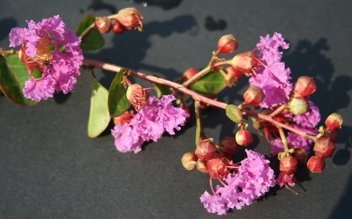 Lagerstroemia