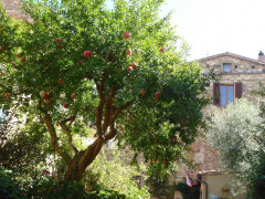 Pienza (33)