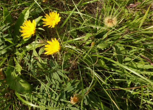 2. Löss-Löwenzahn, Taraxacum serotinum 19.9.19 Eichkogel