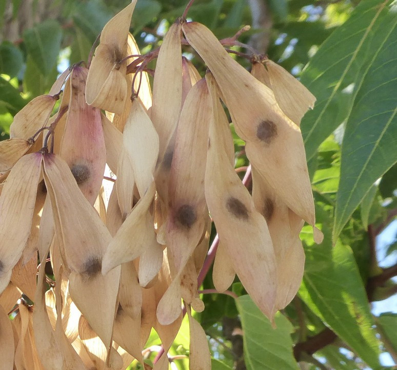 ?random=1818615186&maxWidth=0&embedded=0&thumbnail=medium