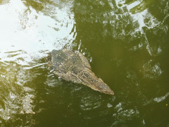 Lumphini Park