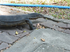 Lumphini Park