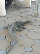 Lumphini Park