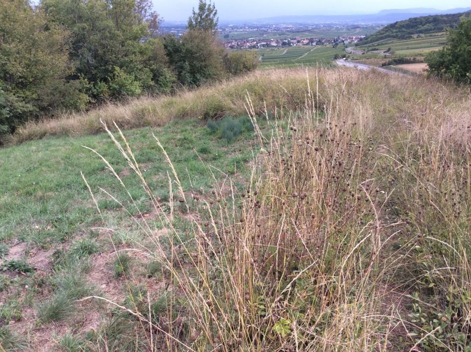 Taraxacum serotinum