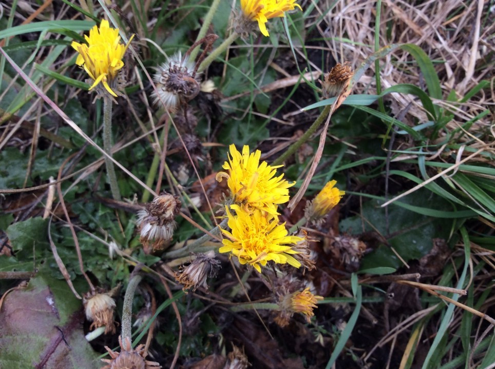 Taraxacum serotinum