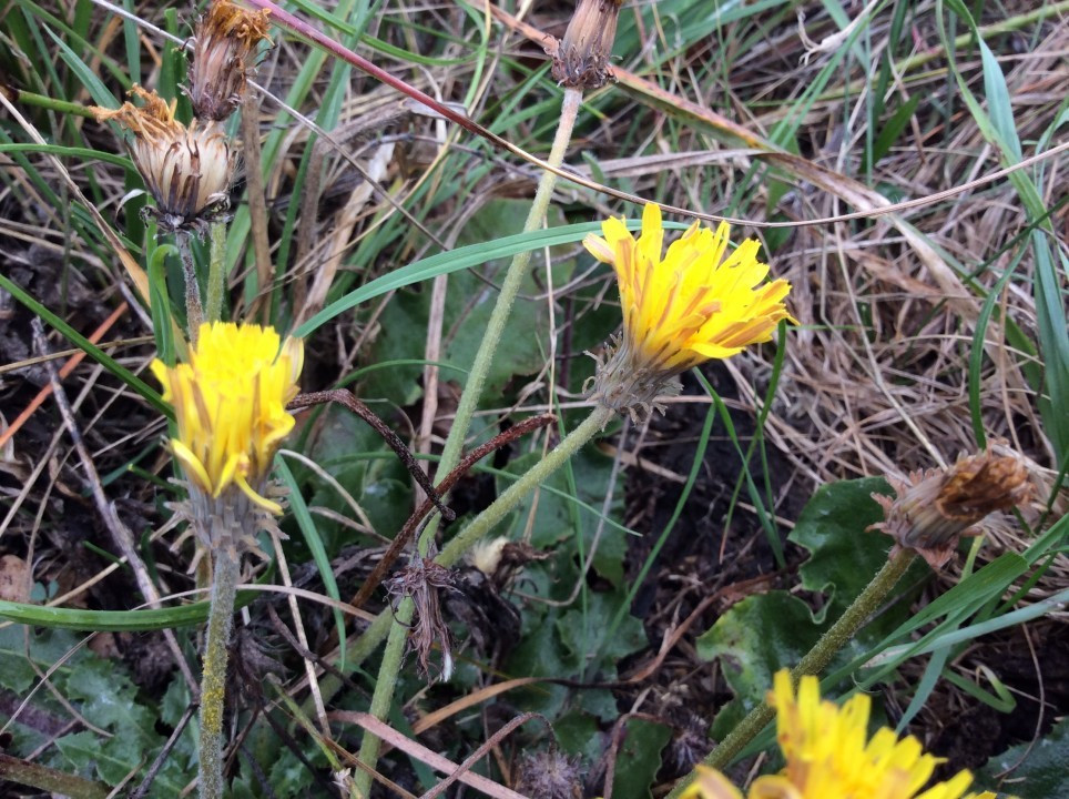 Taraxacum serotinum