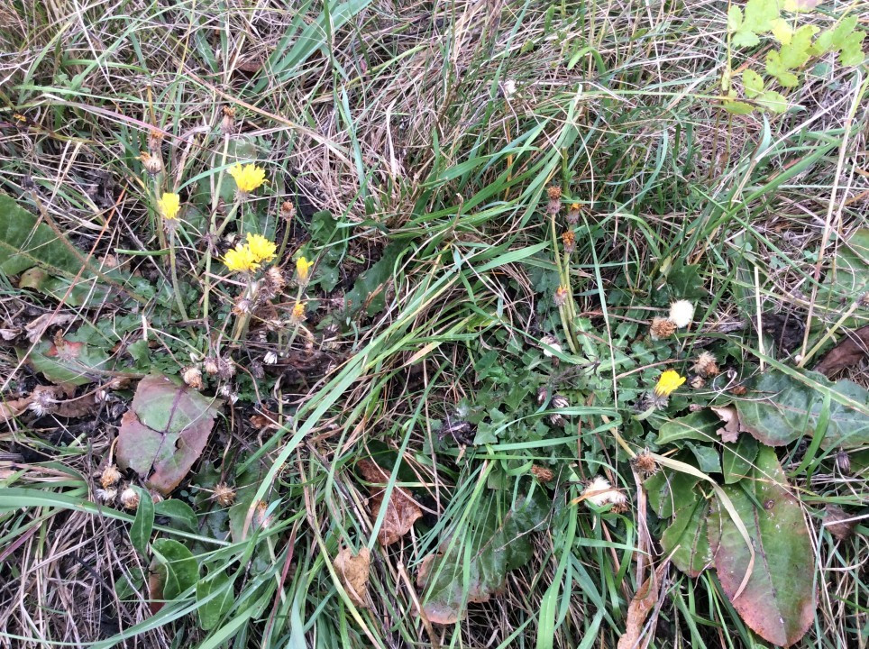 Taraxacum serotinum