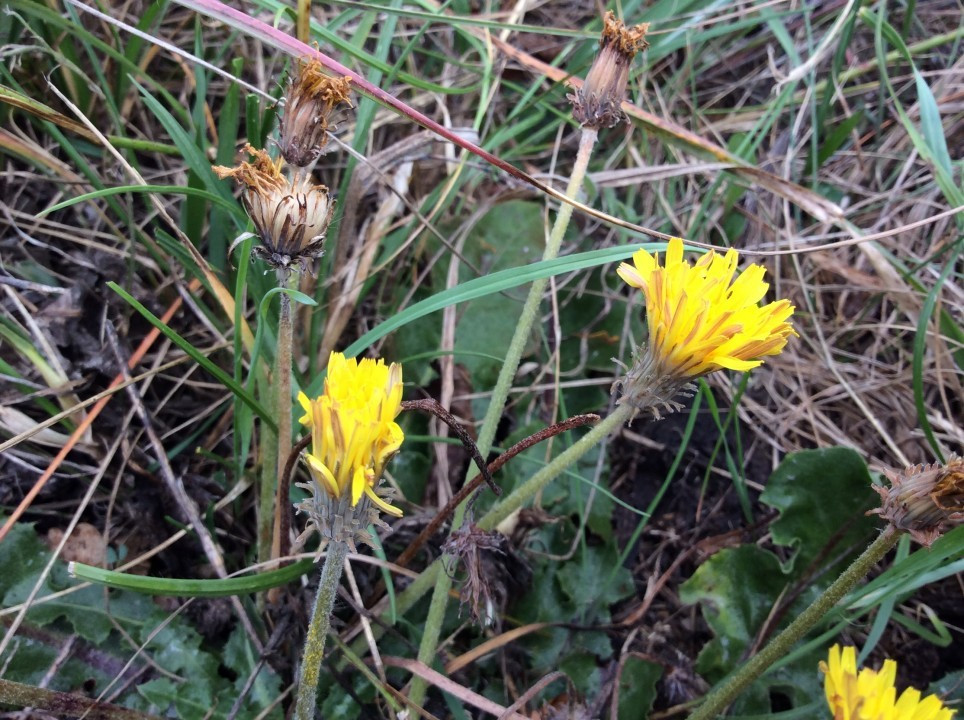 Taraxacum serotinum