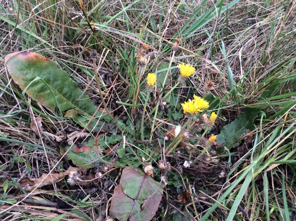 Taraxacum serotinum