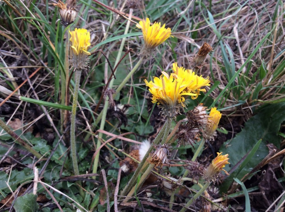 Taraxacum serotinum