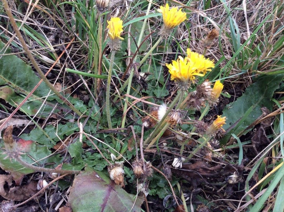 Taraxacum serotinum