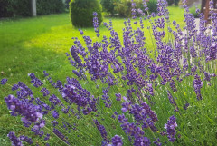 dahei,