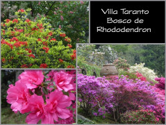 Bosco de Rhododendron