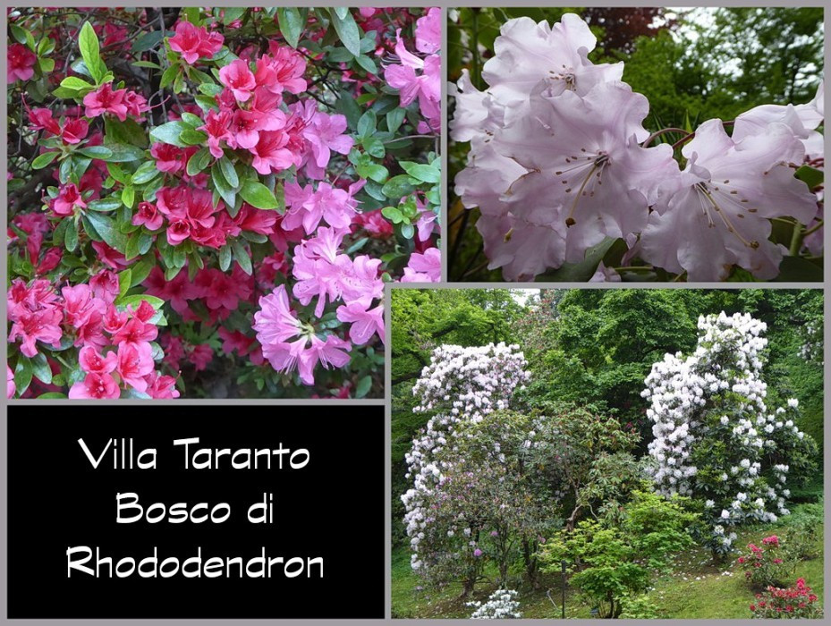 Rhododendron2 (2)