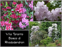 Rhododendron2 (2)