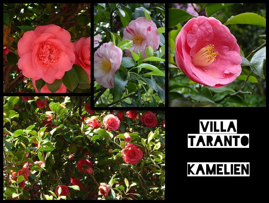 Camelien