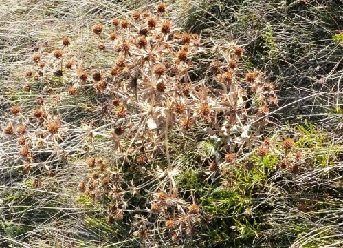 Feld-Mannstreu 16.10.19 Eichkogel