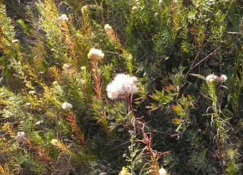 Goldschopf-Aster,  Galatella linosyris 16.10.19 Eichkogel (1)