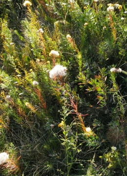 Goldschopf-Aster,  Galatella linosyris 16.10.19 Eichkogel (3)