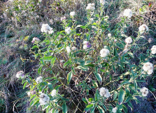 Berg-Aster, Aster amellus16.10.19 Eichkogel (1)